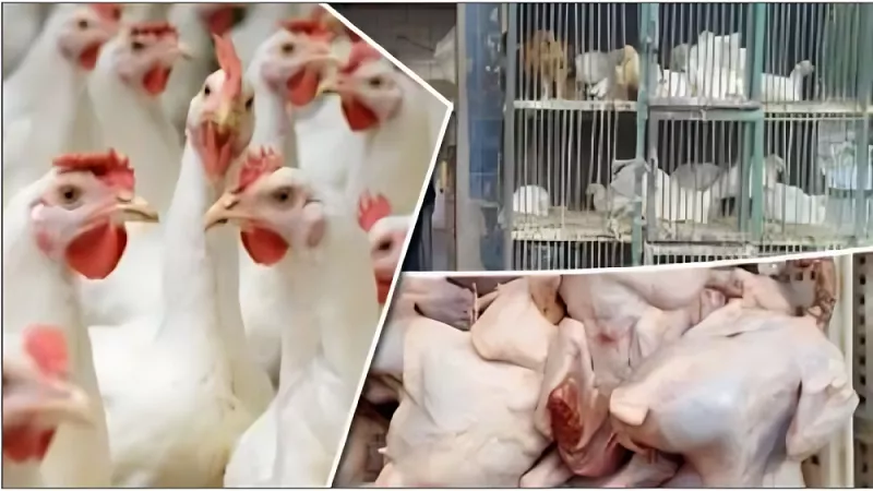 الدعم والرقابة.. الزيني: صناعة الدواجن تواجه تحديات وأسعارًا متقلبة|فيديو