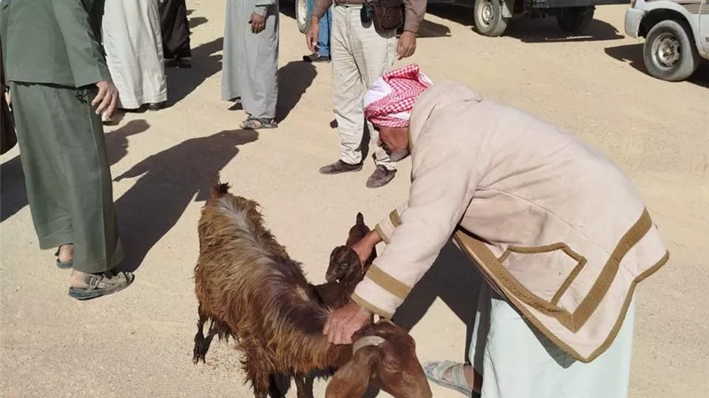 «بحوث الصحراء» يدعم أهالي تجمع الباغة بمشروعات إنتاج حيواني وداجني بسيناء