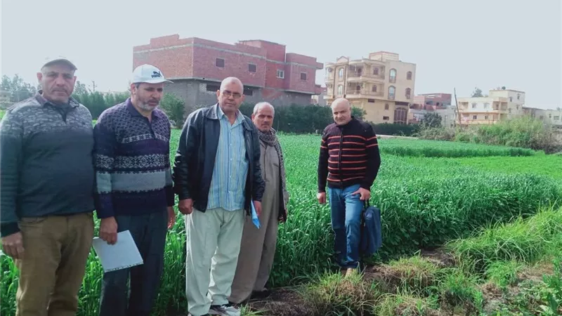 وكيل «زراعة كفر الشيخ» يوجه باستمرار تدقيق مساحات القمح حتى في الأجازات