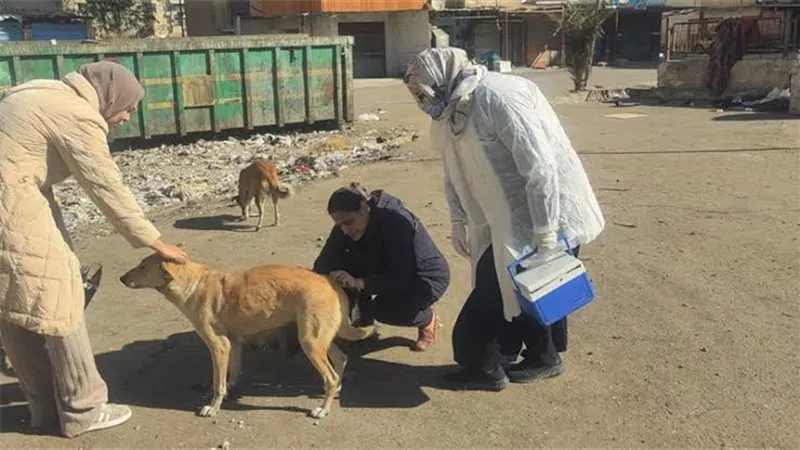 حملة «مكافحة السعار»: تحصين أكثر من 22 ألف كلب حر