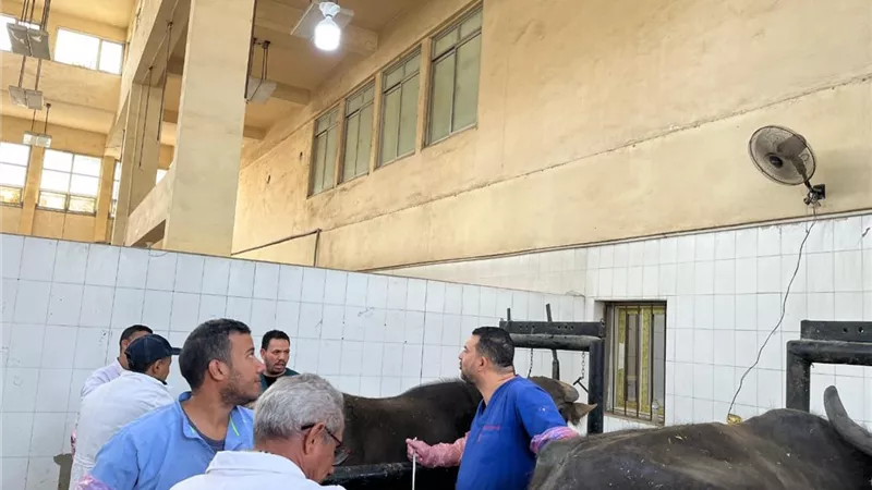 «الزراعة»: 5 قوافل بيطرية ببني سويف ورفع كفاءة أطباء سوهاج