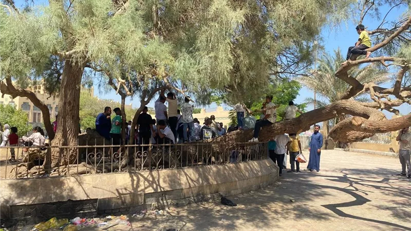 شجرة العذراء بالبهنسا.. شاهد حي على الإيمان وعبق التاريخ