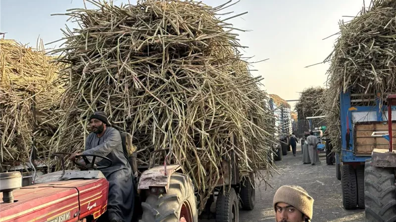 «القابضة الغذائية»: توريد 1.8 مليون طن قصب وإنتاج 180 ألف طن سكر أبيض