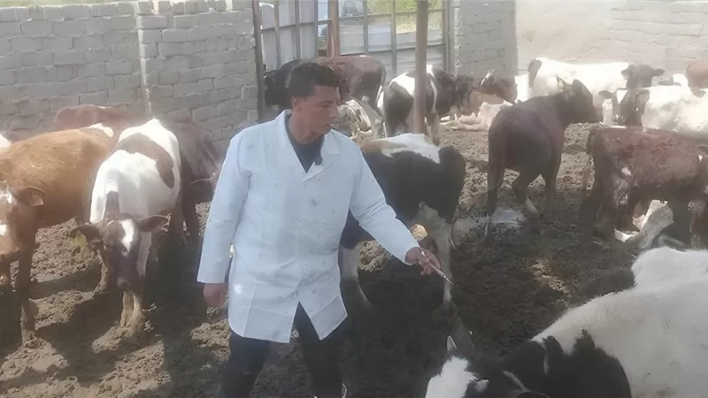 أزمة «مجموعة 36».. أطباء بيطريون يعملون بلا رواتب منذ 4 سنوات