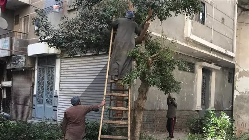 حملة لتجميل المنيا.. تطوير الكورنيش والميادين ورفع كفاءة المساحات الخضراء