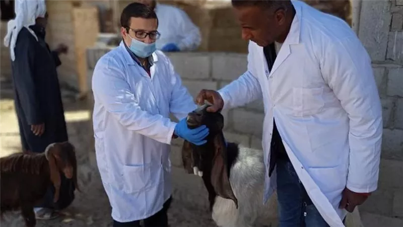 أزمة تكليف «البيطريين».. 1200 طبيب يعملون بـ65 لـ250 جنيه راتب