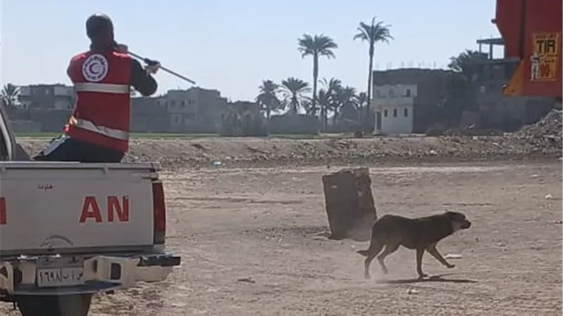 تحصين 30 كلبا بالسنطة وإشناواي وحملات توعية لحماية الصحة العامة