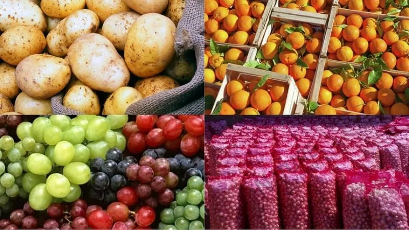 متحدث الزراعة: إجمالي الزيادة في الصادرات تجاوز 800 ألف طن|فيديو