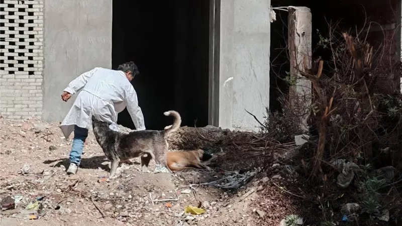 تحصين 37 كلبًا حرًا ببندر الفيوم ضمن جهود مديرية الطب البيطري