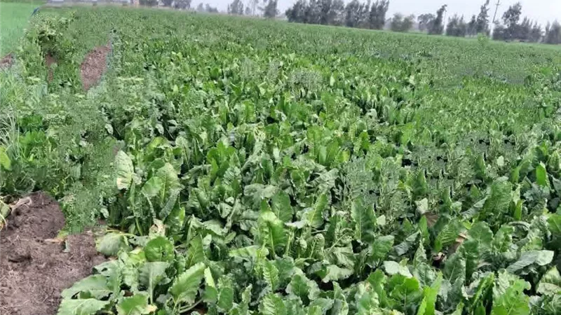 وكيل الزراعة بكفر الشيخ يتفقد الزراعات الشتوية لتقديم الدعم الفني 