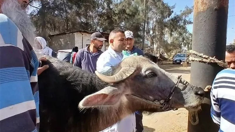  قافلة بيطرية مجانية بقرية المجاز الشرقي بكفر الشيخ