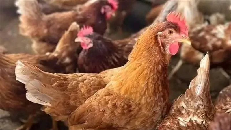 أسعار الدواجن والخضروات اليوم الأحد بمحافظة الأقصر