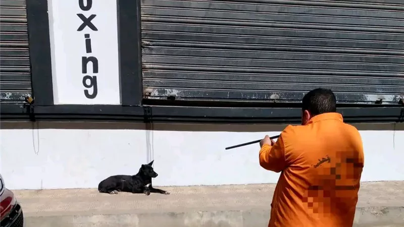 تحصين 12 كلبًا ضالًا بلقاح السعار في المنصورة تنفيذًا للقانون