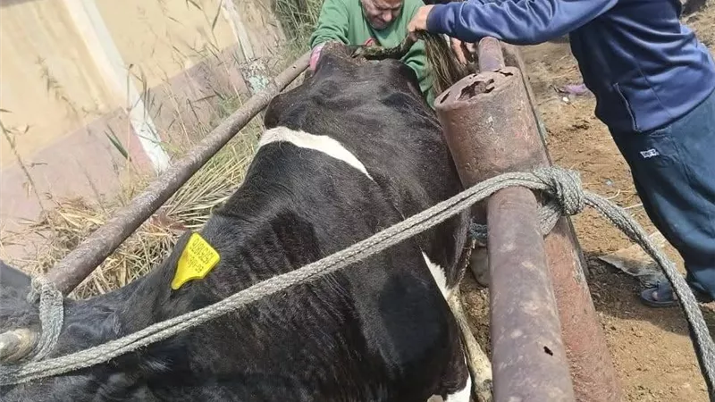 بيطري كفر الشيخ: تلقيح 4156 رأس ماشية اصطناعيا خلال شهر فبراير
