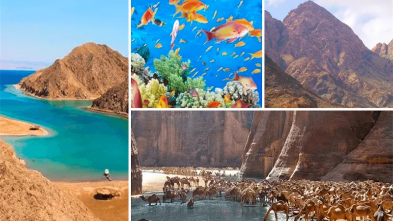 الأول من مارس.. اليوم العالمي للحشائش البحرية وأهميتها البيئية