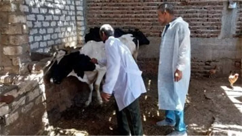245 ألف رأس ماشية آمنة حتى الآن.. حملة تحصين مستمرة في الغربية
