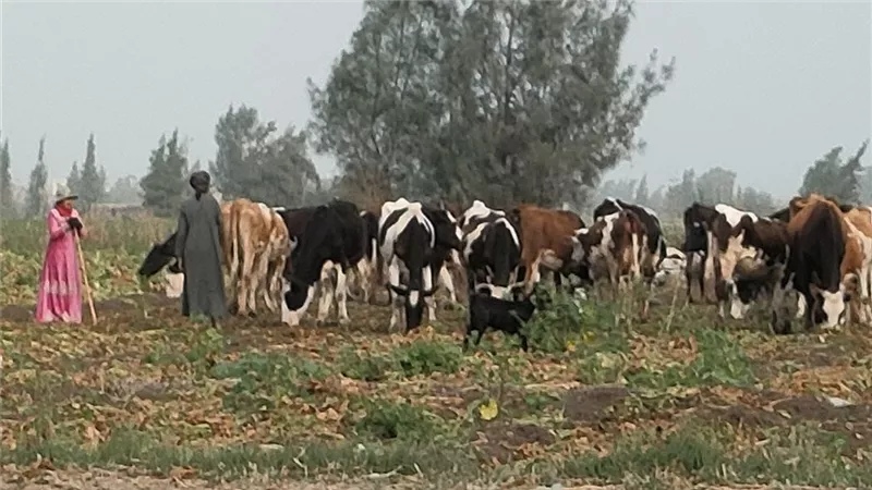 الترحال وراء المراعي.. حياة البدوي في البحيرة قصة شقاء ومعاناة لا تنتهي
