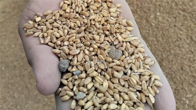 ضبط 60 طن قمح مخلوط قبل طرحه بالأسواق في البحيرة 