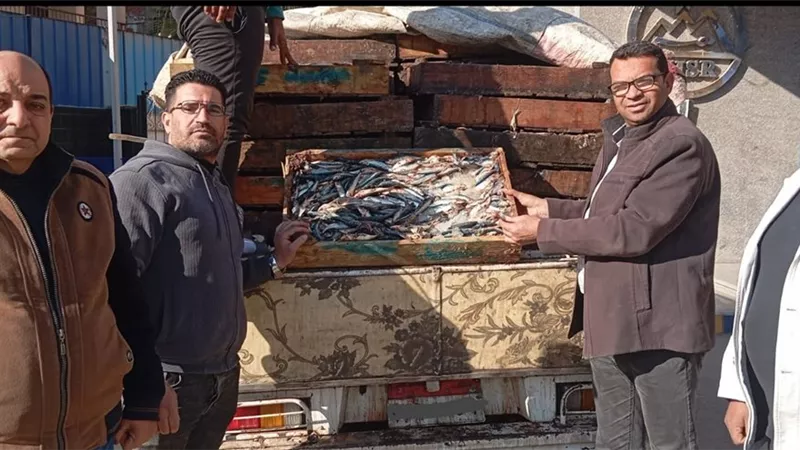 ضبط 1.5 طن أسماك فاسدة خلال حملات تموينية مكثفة في الفيوم