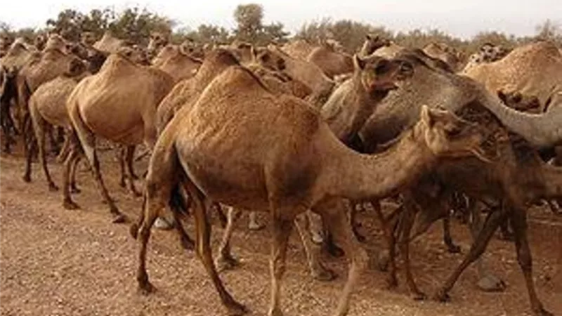 فاطمة رمضان:  تقييم تحسين سلالات الأغنام في مطروح يستغرق 5 سنوات| خاص 