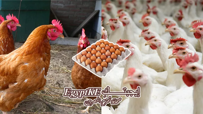 سعر الفراخ اليوم 12 رمضان.. كم سجل البانيه والبيض والكتكوت؟
