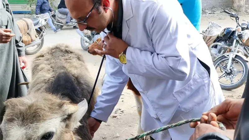 الطب البيطري بالدقهلية تنظم 5 قوافل علاجية مجانية خلال فبراير 