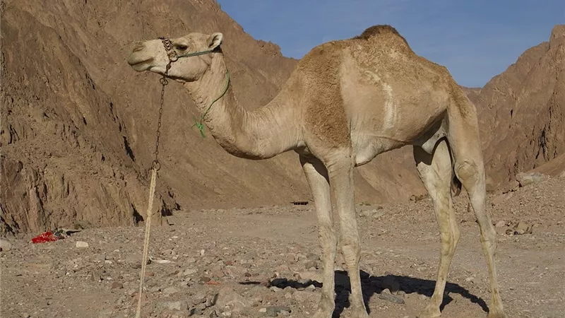 الإنتاج الحيواني: مزارع متخصصة وبرامج علمية للحفاظ على الجمال المغربي|خاص 