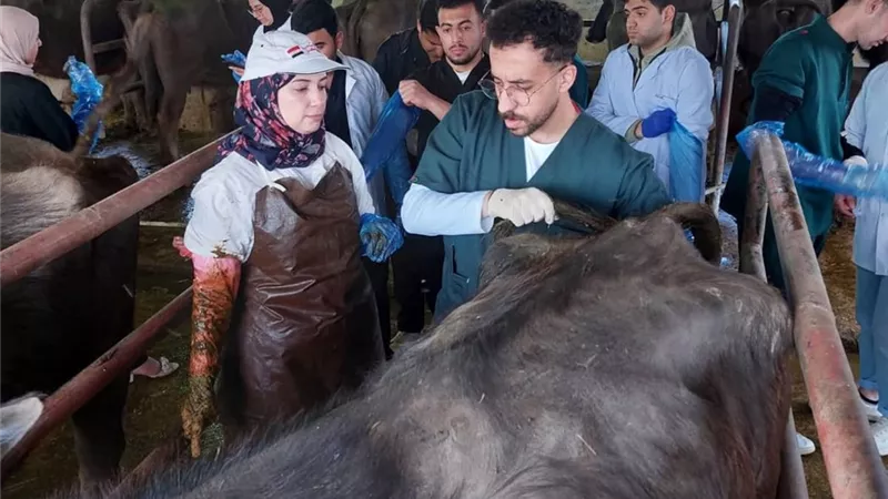 طب بيطري قناة السويس يطلق دورة «التطبيقات الإكلينيكية للموجات فوق الصوتية»