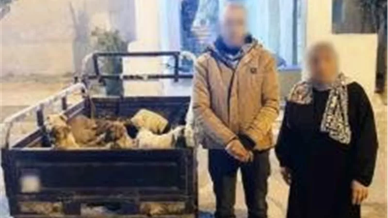 رحمة مفقودة أم إزعاج جيران؟ الأمن يسدل الستار على واقعة كلاب الإسكندرية