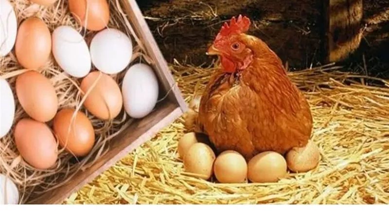 سعر كرتونة البيض الأبيض والأحمر والبلدي اليوم الجمعة 6-3-2026