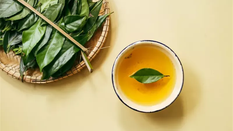 ماذا يحدث لجهاز المناعة عند شرب الشاي الأخضر؟