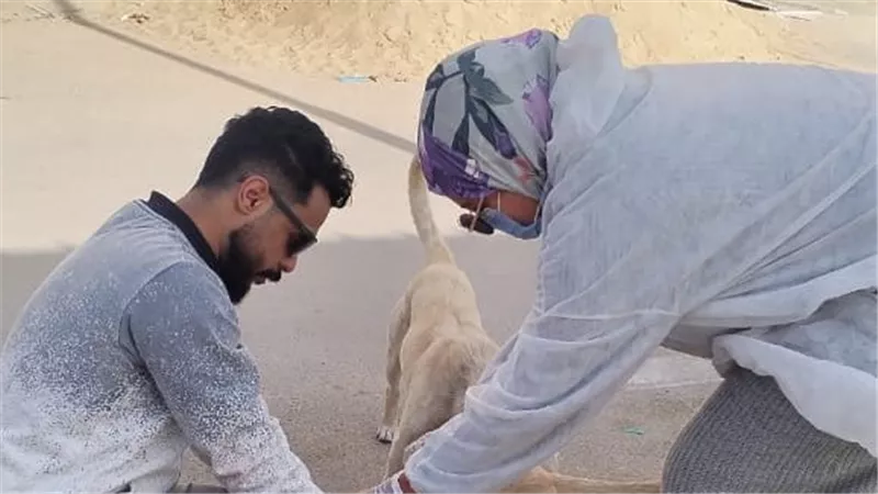 بيطري الإسماعيلية يواصل حملات تحصين الكلاب الحرة ضد السعار