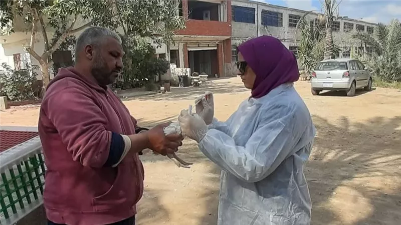 بيطري دمياط يشن حملة على مزارع الدواجن بكفر سعد للتأكد من سلامة الغذاء 