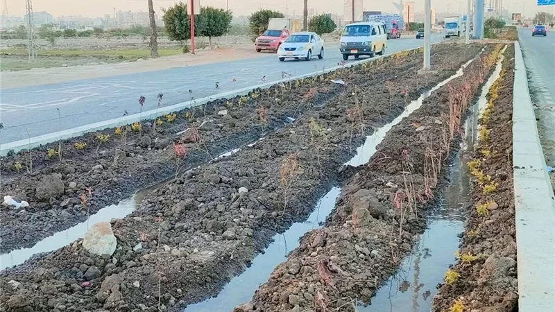 رئيس كفر الشيخ يتابع زراعة 60 ألف شتلة بالجزيرة الوسطي بمحور 30 يونيو