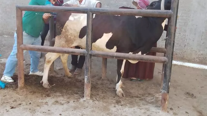  بيطري كفر الشيخ: علاج وتشخيص 3249 حالة حيوانية خلال سبتمبر