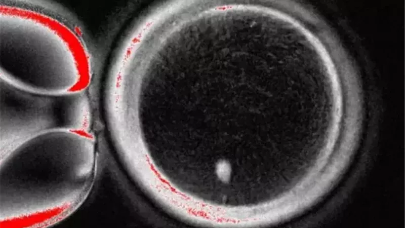 على طريقة النعجة دوللي.. علماء يصنعون «أجنة بشرية» من جلد الإنسان 