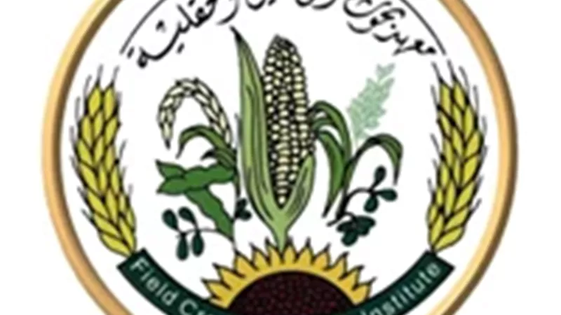 معهد بحوث المحاصيل الحقلية.. 100 عام في خدمة الزراعة المصرية