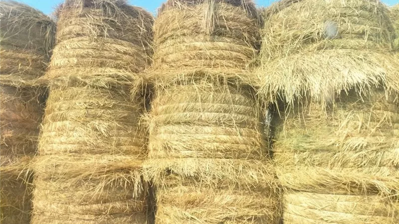 للقضاء على السحابة السوداء.. تجميع 106 طن قش أرز منذ بداية الحصاد بالشرقية |صور 