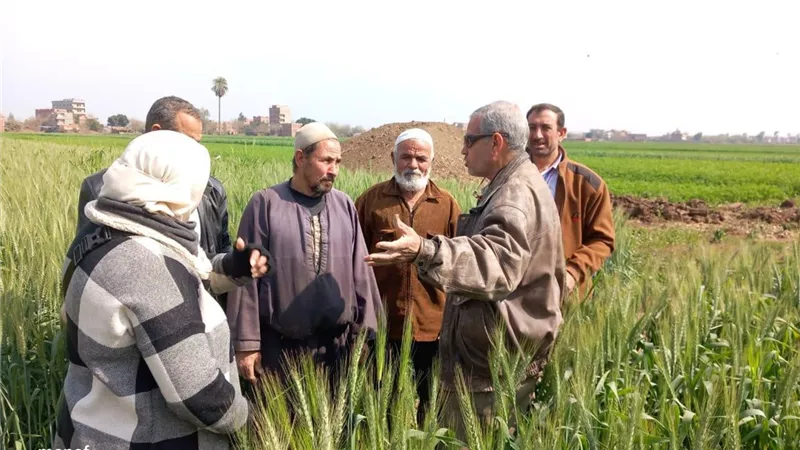 حصاد أنشطة مركز البحوث الزراعية لدعم التنمية الزراعية والأمن الغذائي