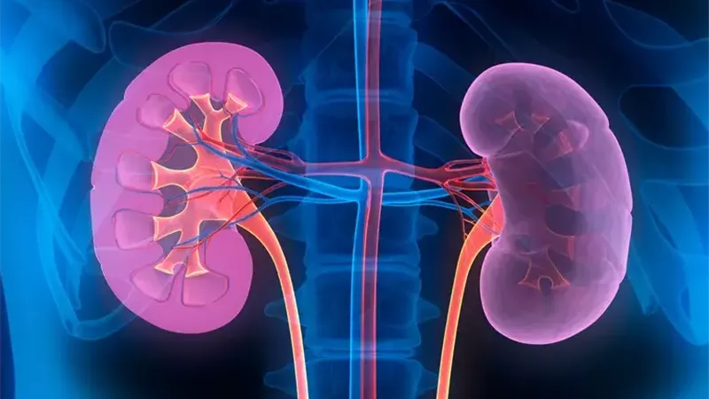5 مشروبات طبيعية لتعزيز صحة الكلى وطرد السموم خلال رمضان