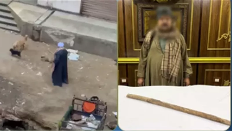 الداخلية تضبط المتهم بالاعتداء على الكلاب الضالة بـ 