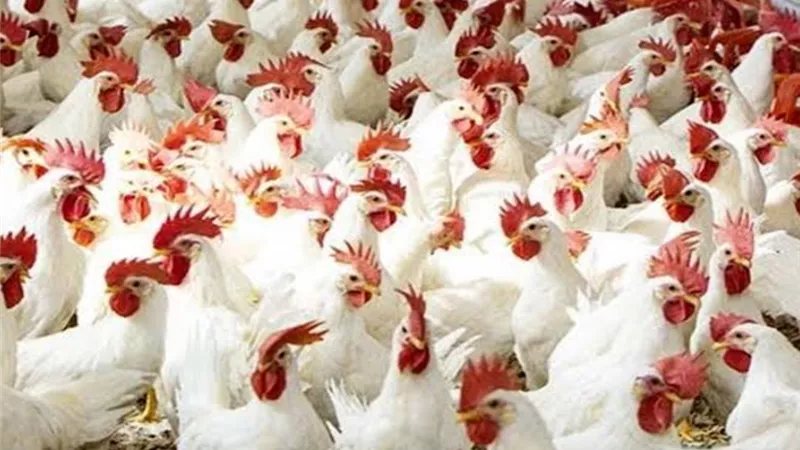 أسعار الدواجن واللحوم الحمراء بالبحيرة اليوم السبت.. الفراخ البيضاء بـ 120