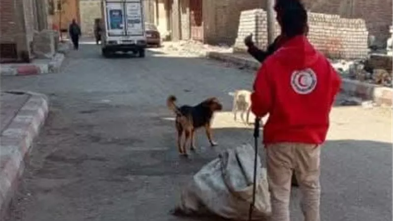 تحصين 48 كلبًا ضالًا خلال حملات لمديرية الطب البيطري بمدينة قنا