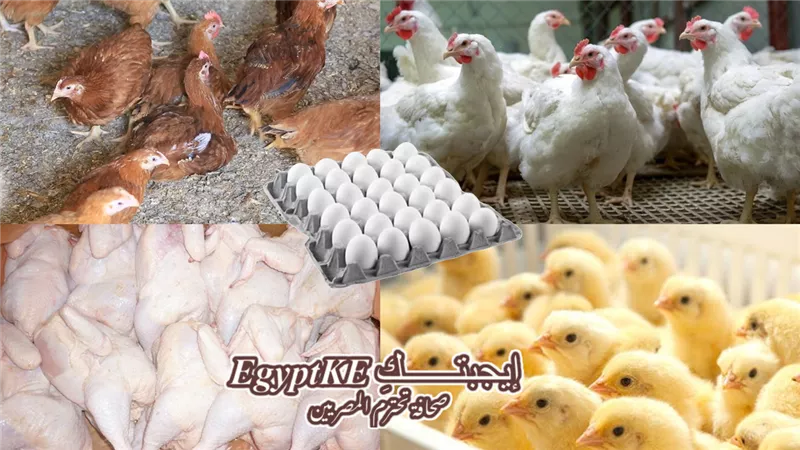 تعرف على أسعار الدواجن والبيض اليوم الخميس فى المحلات 