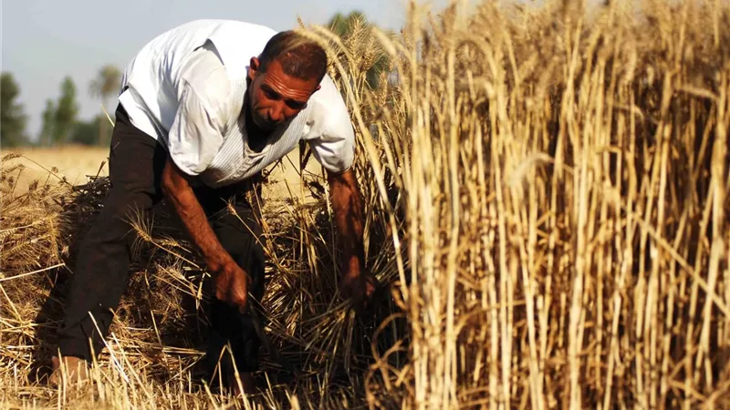 تحرك حكومي واسع لإنجاح موسم القمح.. استهداف 5 ملايين طن