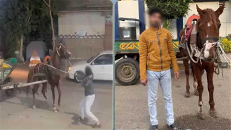 ضبط شخص ظهر في فيديو يعتدي على حصان باستخدام كرباج بالقليوبية 