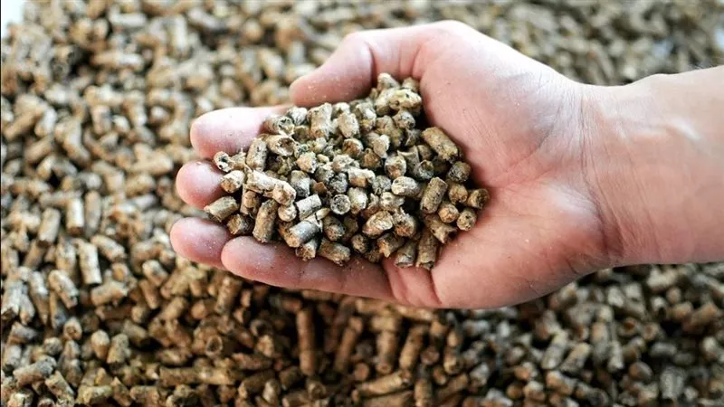 صناعة الأعلاف في مصر.. خبير: ضعف العائد الاقتصادي يحد من زراعة فول الصويا