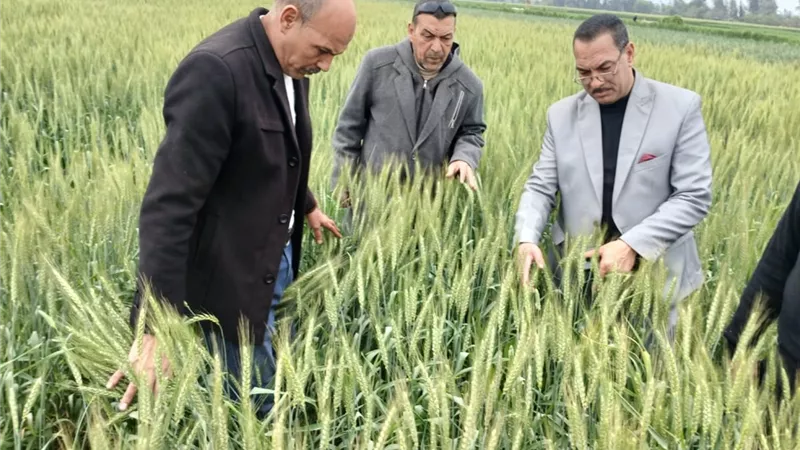 مدير إدارة إيتاي البارود الزراعية يتفقد حالة محصول القمح بجمعية أرمانيا