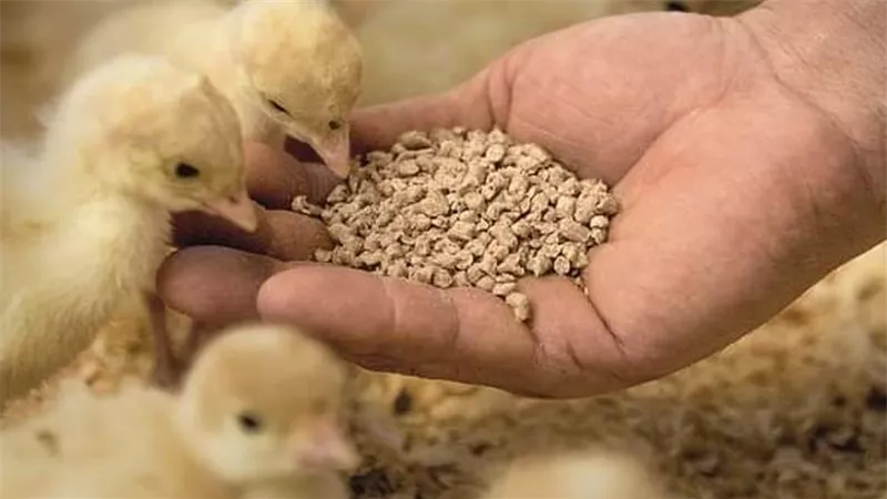 صناعة الأعلاف بمصر.. خبير: الطاقة الإنتاجية للمصانع 8 ملايين طن سنويا|خاص