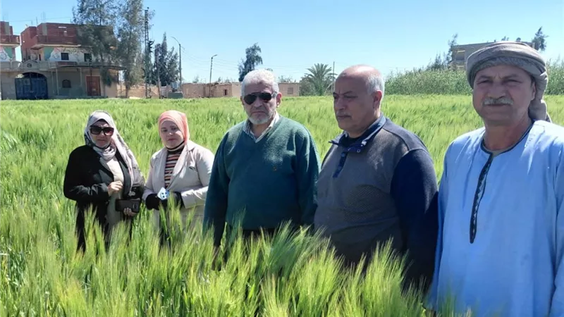 زراعة الإسماعيلية تتابع ميدانيًا الحقول الإرشادية لمحصول الشعير بالقصاصين